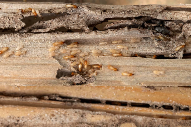 Best Pest Removal Services  in Kekaha, HI